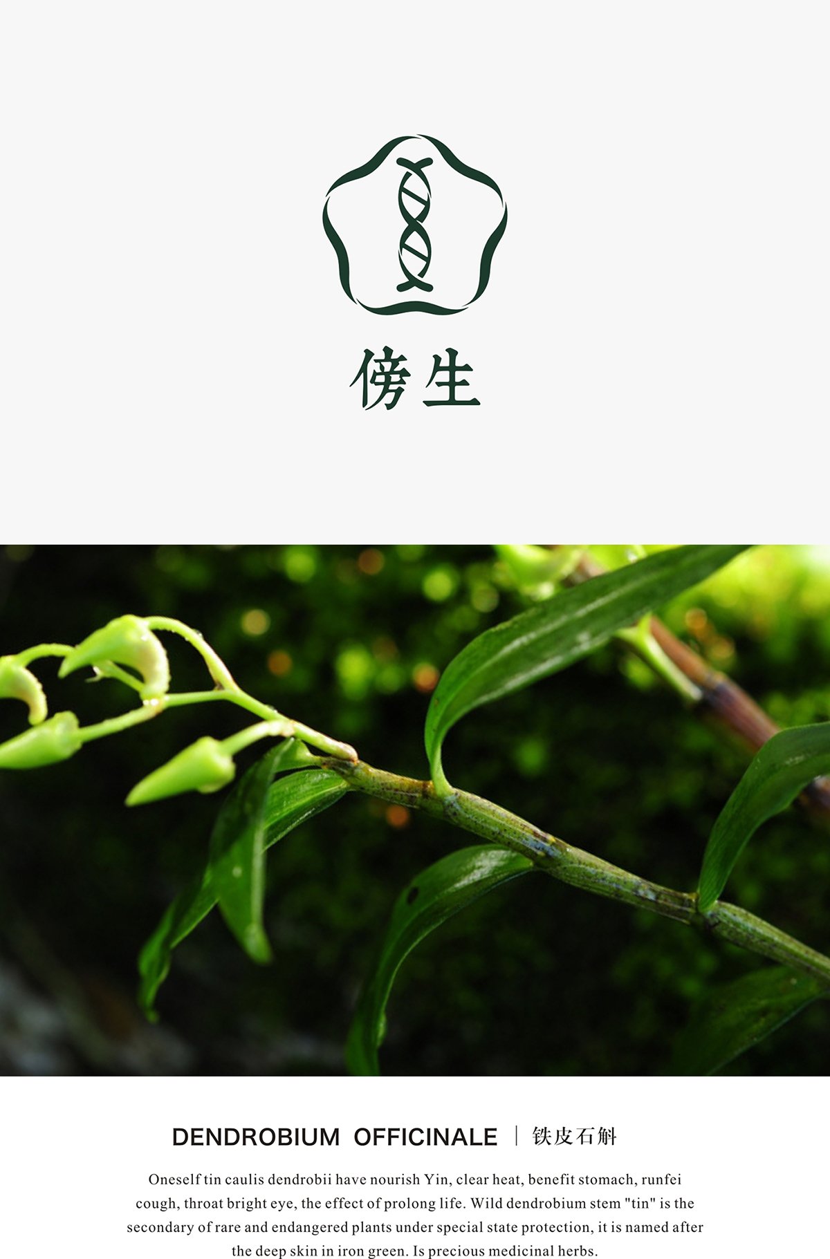 深圳VI设计  深圳VI策划  铁皮石斛VI形象设计展示   标志设计